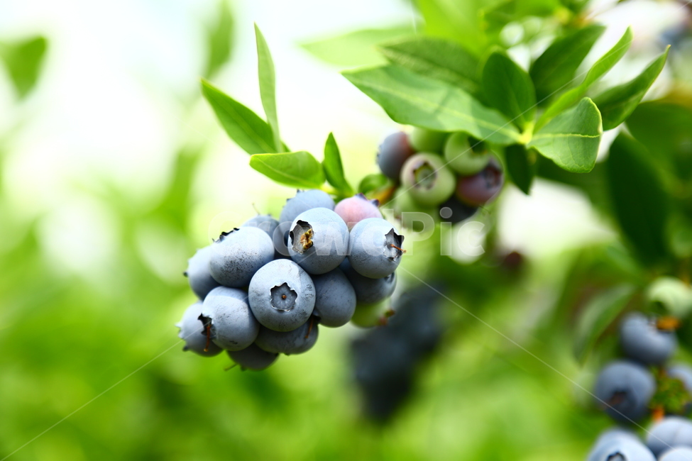 블루베리,베리,과일,나무,식품,농장,과수원,묘목,과수,blueberry,berry,fruit,tree,food,farm,orchard,seedling,fruittree,식물,자연,plants,nature,과일,열매,fruit
