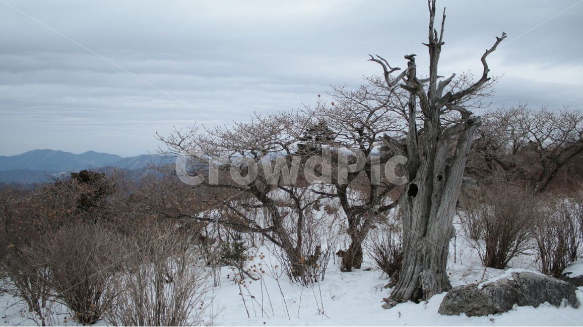 덕유산,상고대,주목,겨울,눈산,능선,눈,산,나무,자연,겨울,계절,winter,season,식물,자연,plants,nature,나무,trees,wood