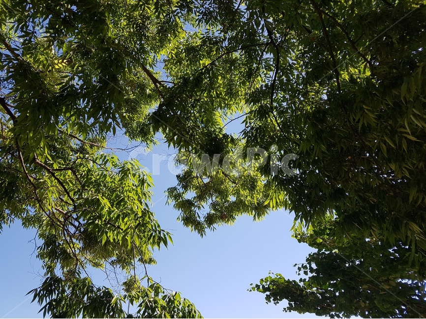식물,자연,햇빛,여름,따스함,화창한날씨,자연,풍경,nature,landscape,tree,나무,plant,tree trunk,나무 줄기