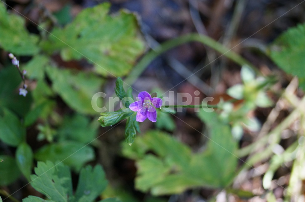 꽃,야생화,식물,들꽃,접사,식물,자연,plants,nature,꽃,flower