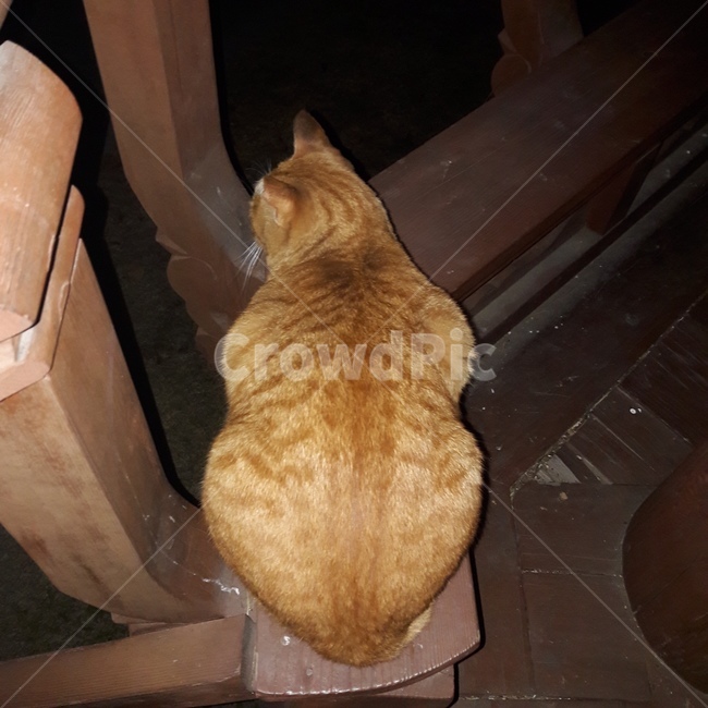 고양이,자연,동물,길고양이,정자,cat,animal,nature,고양이뒷모습,밤,night,alleycat,벤치,휴식,뒷모습,고양이뒷통수,뒷통수,야옹이,동물,animal,포유류,mammal,고양이,cat,kitten,kitty