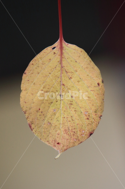 단풍,잎,가을,redleaves,leaf,한잎,가을,계절,fall,autumn,season,plant,식물,veins,정맥