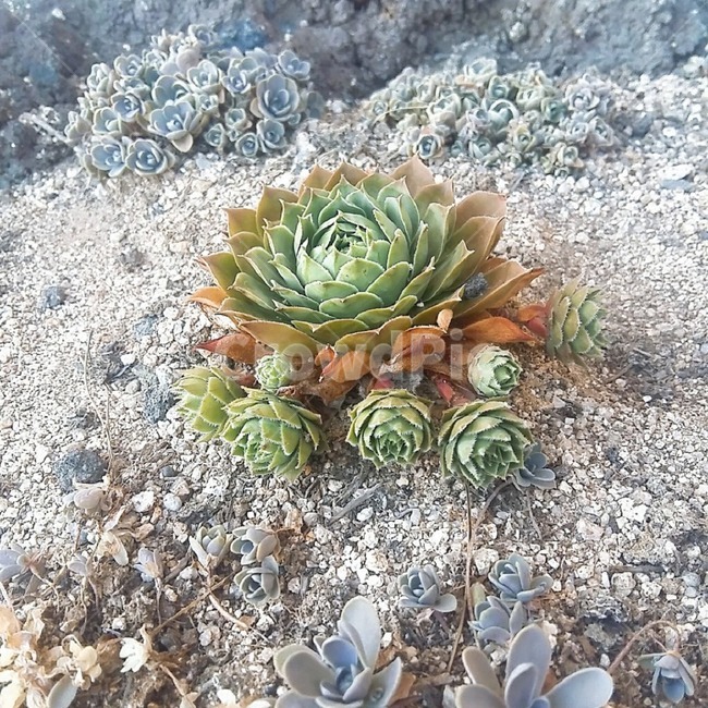 다육,식물,다육이,다육식물,초록