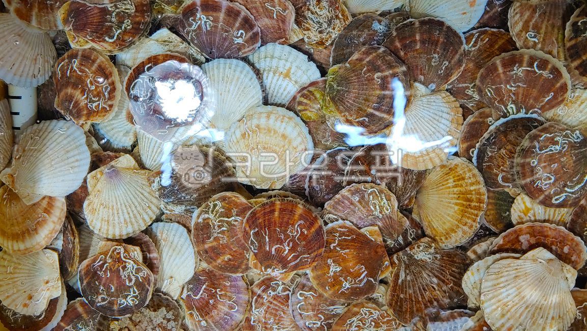 가리비,수산물,조개,패류,연체동물,수산업,어업,해산물,생물,바다조개,식용,음식,요리재료,식재료,먹거리,술안주,고급조개,푸드,씨푸드,seafood,food,수족관