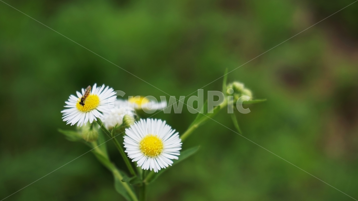 들꽃,꽃,풍경,자연,식물,flower,botanical,식물,자연,plants,nature,꽃,flower,동물,animal,곤충,벌레,insect,bug