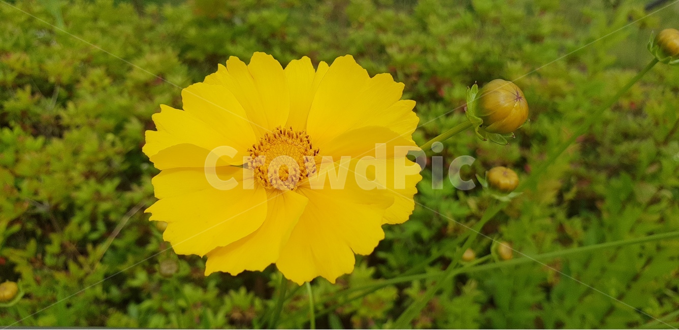 꽃,금계국,노란꽃,식물,식물원,식물,자연,plants,nature,꽃,flower