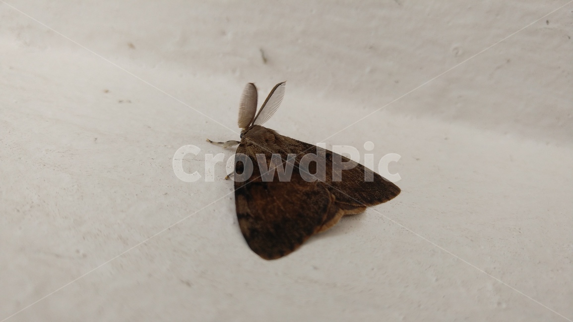 나방,갈색,곤충,벽,moth,brown,insects,wall
