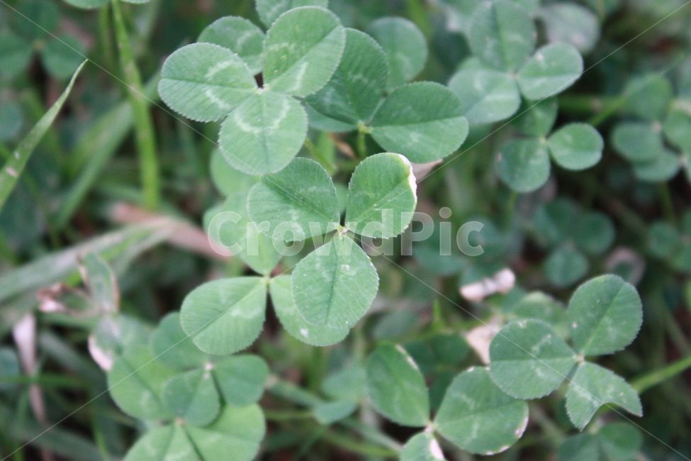 자연,nature,plant,leaf,식물