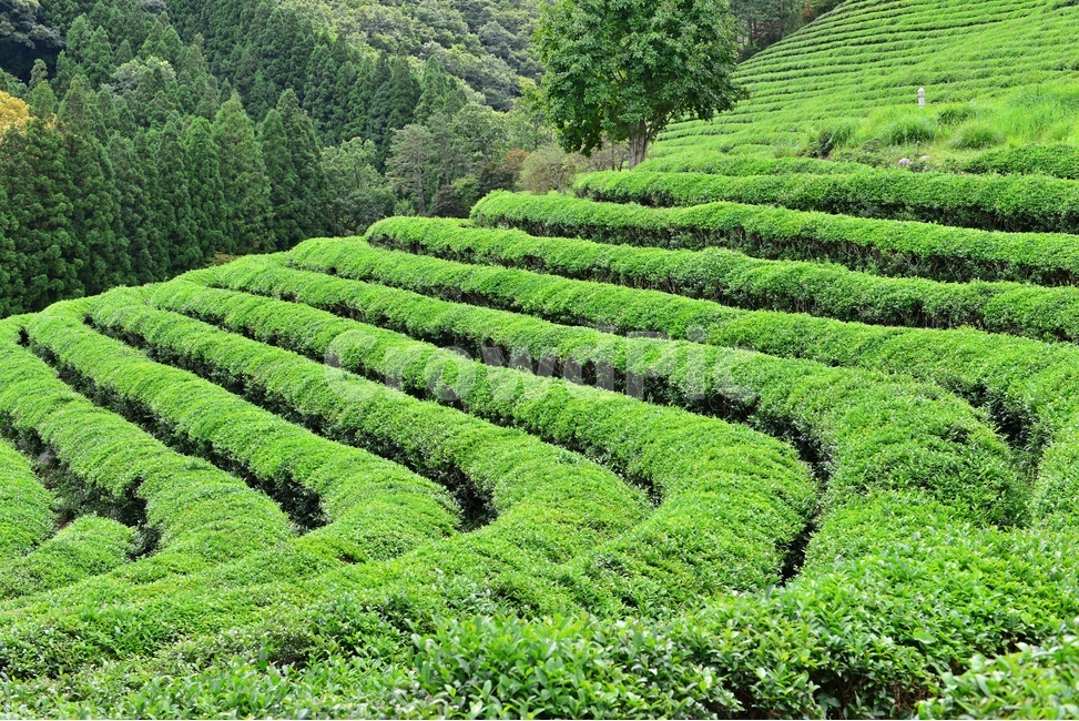 전남,보성,대한다원,녹차밭,녹차잎,연두색,차밭,outdoors,옥외,nature,자연,초록,green,여름,계절,자연,풍경,nature,landscape,한국자연풍경,한국자연경관,korea nature landscape