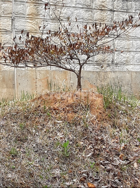 봄,spring,식물,나무,벽,나무,trees,wood