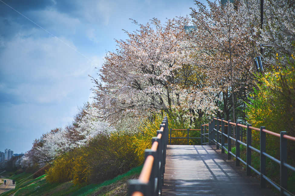봄,벚꽃,길,풍경,감성,봄,계절,spring,season,자연,풍경,nature,landscape,plant,식물
