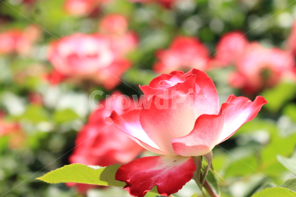 여름,장미,6월,꽃,덩굴,자연광,식물,자연,plants,nature,꽃,flower