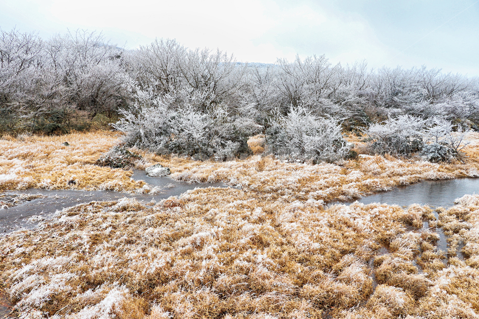 제주도,한라산,1100고지,한라산1100고지,설경,눈꽃,겨울,자연,옥외,눈,nature,outdoors,snow,풍경,겨울풍경,습지,겨울,계절,winter,season