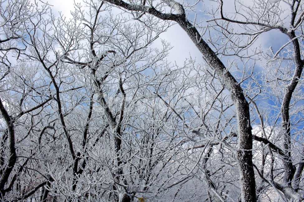 풍경,눈,눈꽃,자연,나무,겨울,나뭇가지,계절,winter,season,식물,plants,nature,함박눈,설경,겨울풍경,landscape,산,눈내리는날,한국,눈풍경,자연풍경,느낌,12월,등산,sensible,feeling,emotion,여행,하늘,산책,겨울산,들판,겨울,계절,winter,season,식물,자연,plants,nature,나무,trees,wood