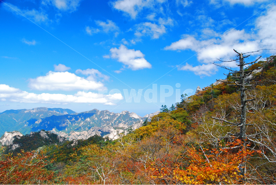 가을,설악산,가을배경,능선,국립공원,풍경,한국풍경,한국자연경관,가을산,nature,자연,옥외,seoraksannationalpark,봉우리,nationalpark,산,maple,강원도,배경,바탕,백그라운드,background,fall,autumn,season,시즌,계절,산맥,단풍나무,tree,나무,leaf,잎,plant,단풍,10월,mountain,outdoors,서북능선,고사목,하늘,맑은날,가을,계절,fall,autumn,season,자연,풍경,nature,landscape,mountain range