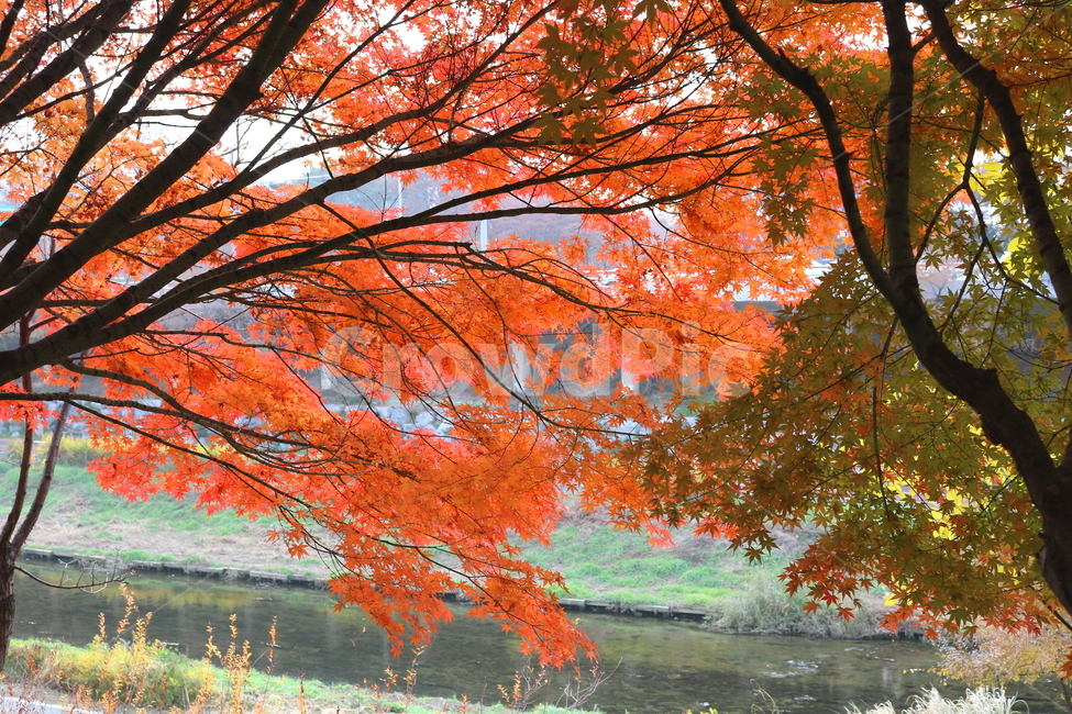 나무,단풍,단풍나무,식물,가을,자연,가을,계절,fall,autumn,season,식물,자연,plants,nature,나무,trees,wood,tree,plant,maple,leaf,잎