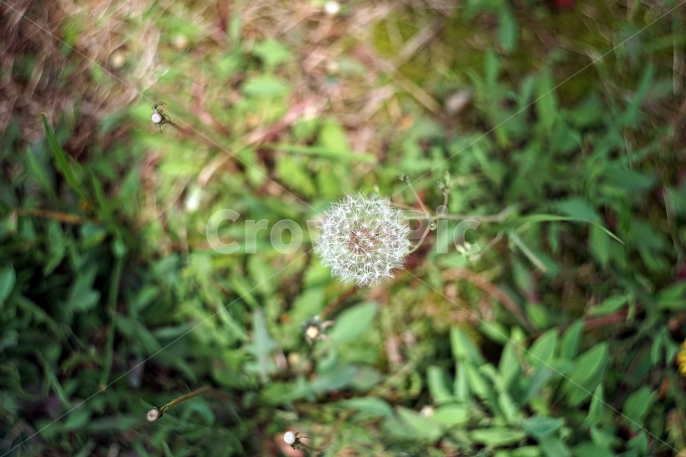 꽃,flower,민들레,Dandelion,풍경,landscape,봄,spring,계절,season,자연,nature,생동감,fresh,식물,plant,햇살,sunshine,봄,계절,spring,season,식물,자연,plants,nature,꽃,flower