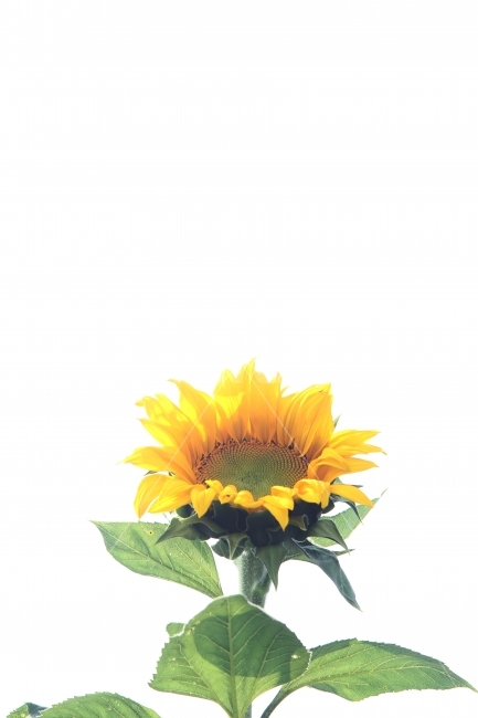 해바라기꽃,가을꽃,꽃,자연,식물,감성사진,식물,자연,plants,nature,꽃,flower
