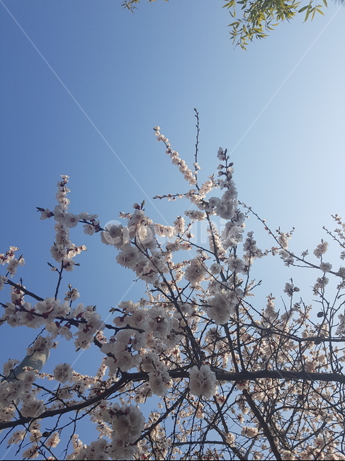 벚꽃,꽃,나무,하늘,봄,봄,계절,spring,season,plant,식물,flower,blossom