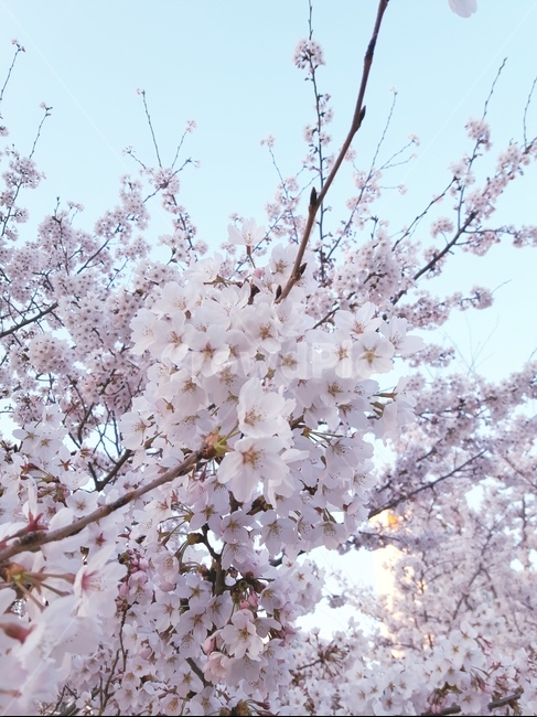 벚꽃,꽃,봄,하늘,자연,spring,flower