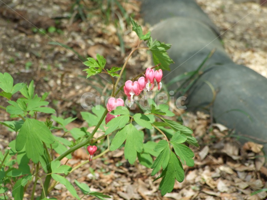식물,꽃,꽃잎,flower,여름식물,식물,자연,plants,nature,꽃,flower