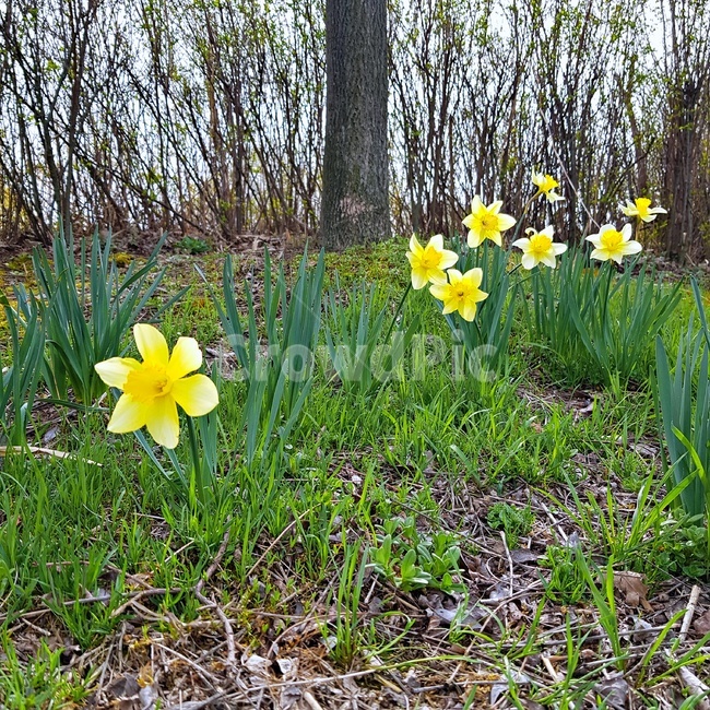 수선화,daffodil,꽃,봄,왕따,외면,노란색,집단,공원,식물