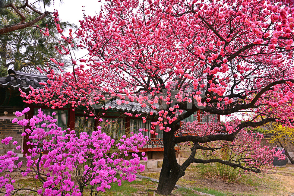 한국전통,홍매화,고궁,봄풍경,봄꽃,창덕궁,봄배경,바탕,백그라운드,traditional,korean,spring,flowers,background,기와집,궁궐,조선시대,서울,명소,건축물,돌담,전통,보존,왕,집,하우스,house,ancientpalace,분홍색꽃,봄,시즌,계절,진달래,봄,계절,spring,season,한국전통,한국문화,korean traditional,korean culture,랜드마크,landmark,tourist attraction,한국랜드마크,한국관광지,한국명소,korea landmark,korea tourist attraction,건축물,건물외관,exterior,building,structure,architecture,construction,plant,식물,blossom,꽃,flower