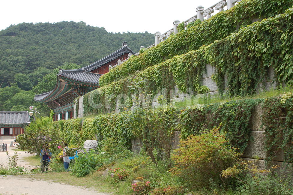 절,배경사진,담장넝쿨,여름,고요