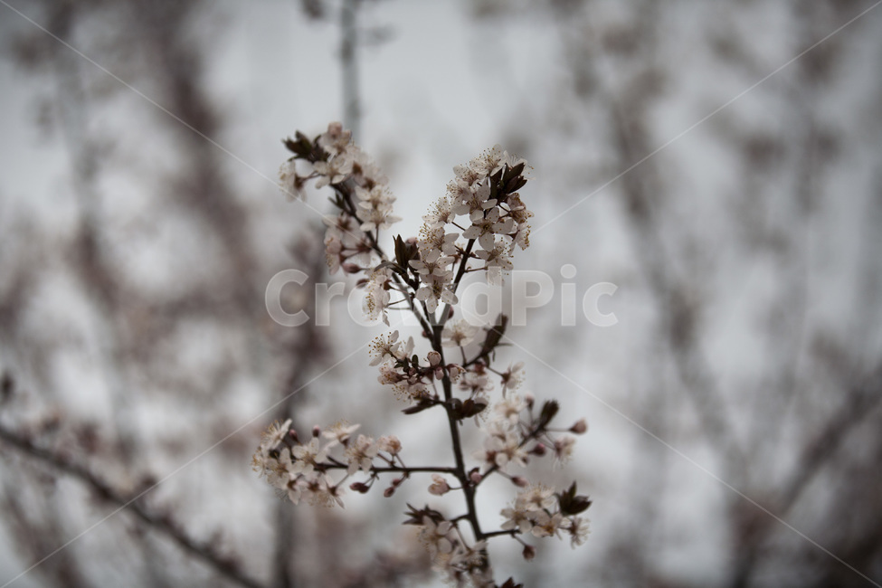 벚꽃,벚꽃나무,봄,꽃,식물,나무,봄,계절,spring,season,식물,자연,plants,nature,꽃,flower,plant
