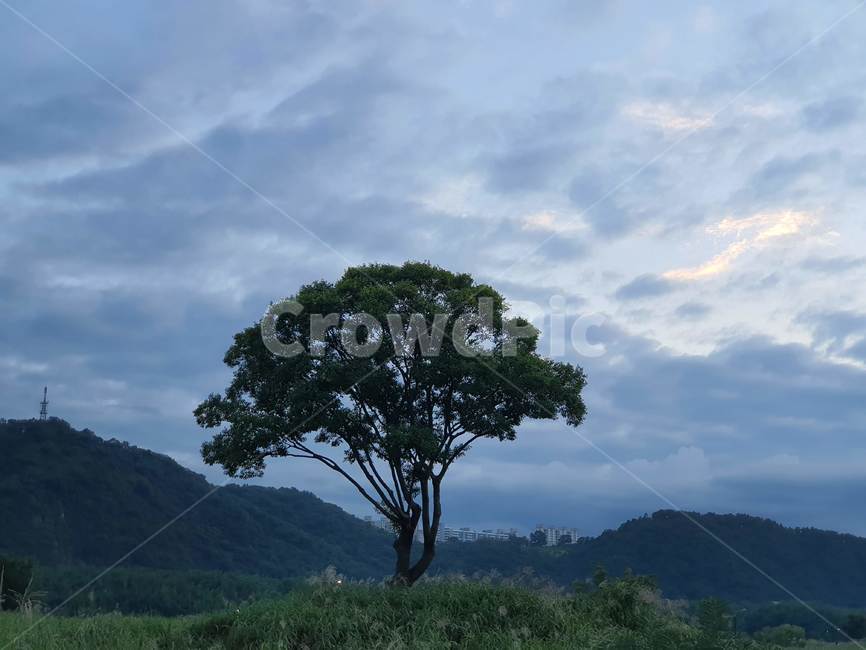 자연,nature,식물,나무,tree,하늘,자연,풍경,nature,landscape,outdoors,옥외,plant
