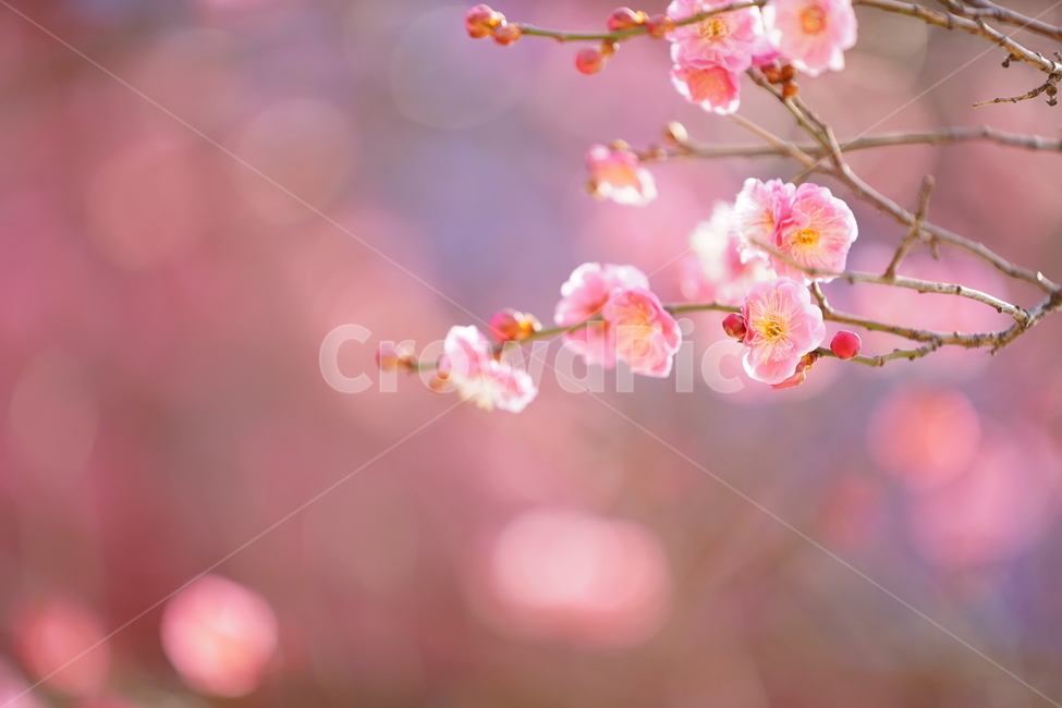 매화,홍매화,매화꽃,봄꽃,봉은사,분홍색,분홍꽃,봄,계절,spring,season,식물,자연,plants,nature,꽃,flower,감성,sensible,feeling,plant