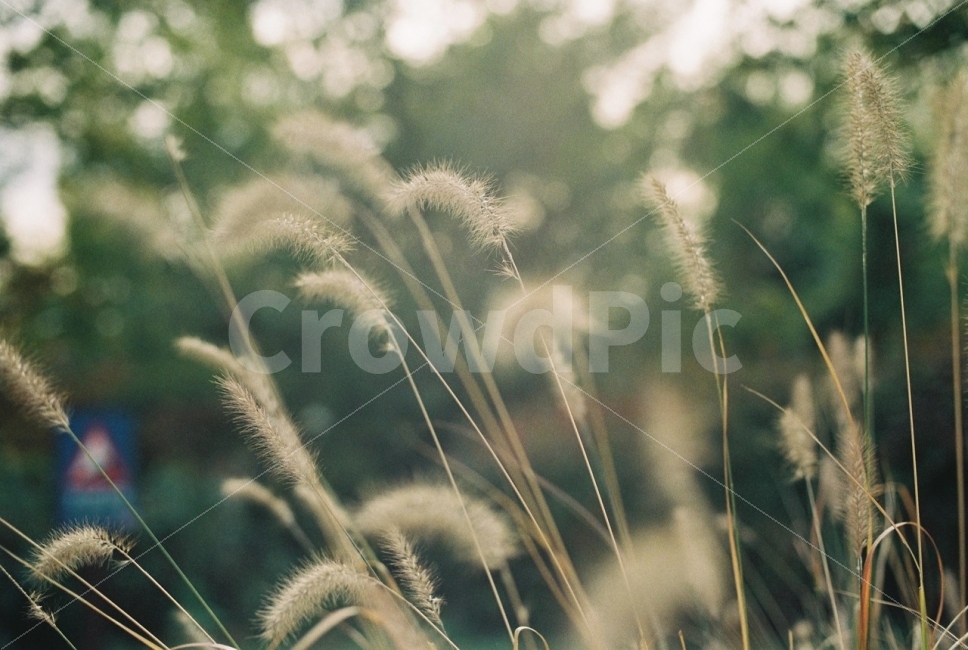 자연,식물,강아지풀,바람,살랑살랑,filmphotography,감성,식물,자연,plants,nature,감성,sensible,feeling,휴식,힐링,rest,relaxation,healing