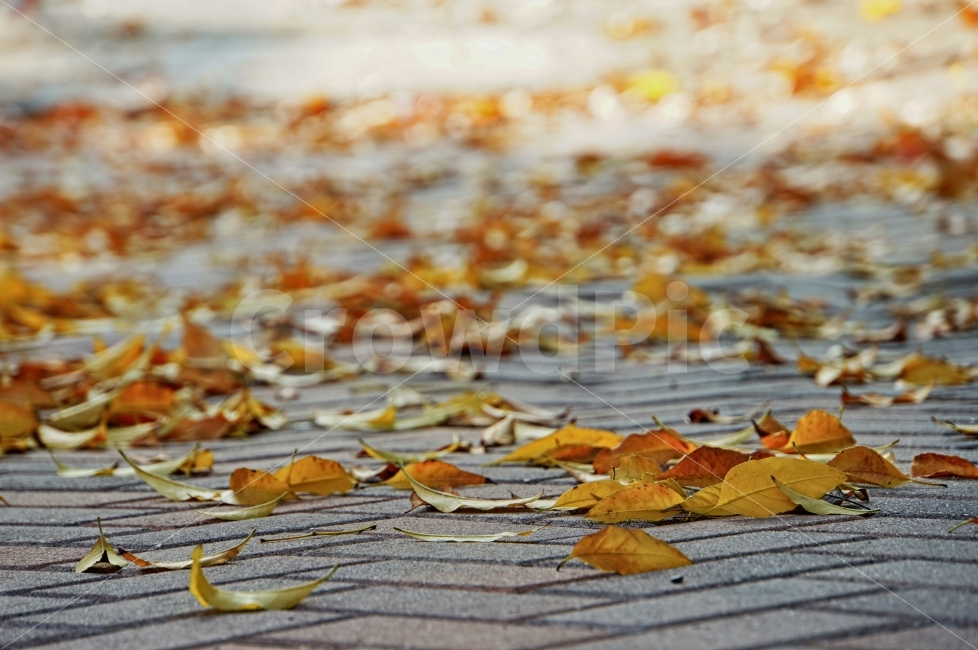 단풍,가을,나뭇잎,길,바닥,감성,고독함,색감,풍경,건조,Fall,Autumn,RedLeaves,Leaf,Dry,Nobody,Road,가을,계절,fall,autumn,season,plant,식물,leaf,잎,tree,나무
