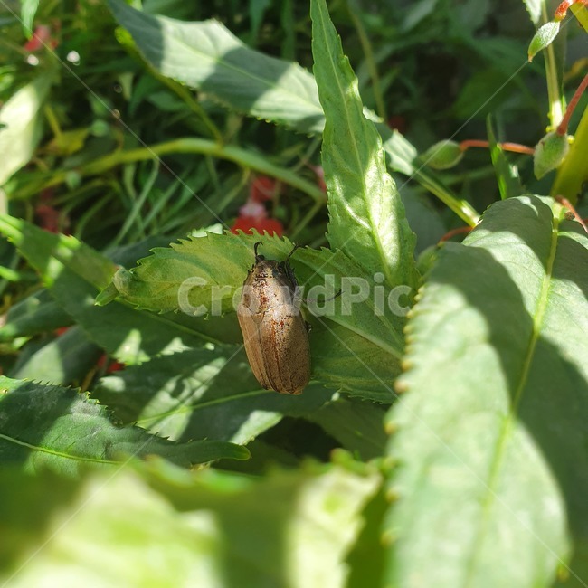 insect,곤충,plant,동물,animal,식물,잎,곤충,벌레,insect,bug