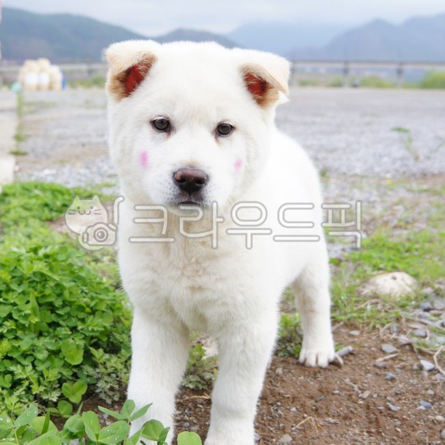 Pets,ball touch,puppy,Baekgu,Jindo dog,animal,dog,pet