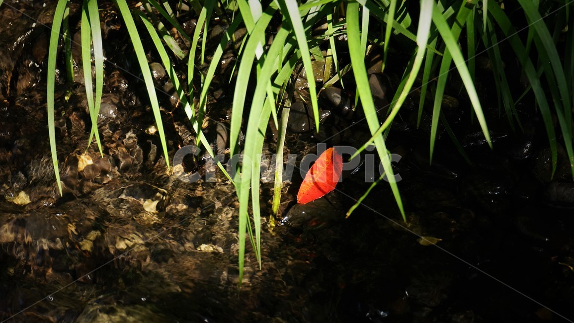 가울,시냇물,낙엽,붉은색,풀,녹색,자연,green,autumn,leaf,fallenleaf,grass,식물,자연,plants,nature