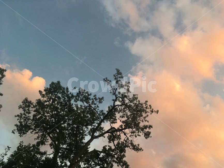 하늘,풍경,핑크,light,빛,flare,플레어,tree,나무,plant,식물,vegetation,초목,outdoors,옥외,자연,nature,weather,날씨