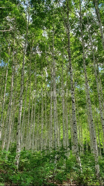 자작나무,계절,여름,birch,forest
