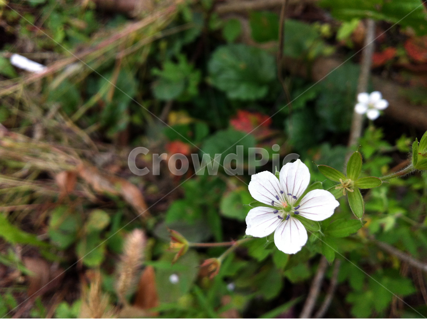 꽃,흰꽃,봄,정원,들,산,flower,leaf,spring,식물,자연,plants,nature,꽃,flower
