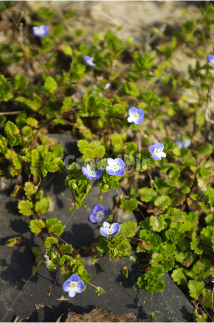 풍경,봄까치꽃,꽃,봄,식물,flower,식물,자연,plants,nature,꽃,flower
