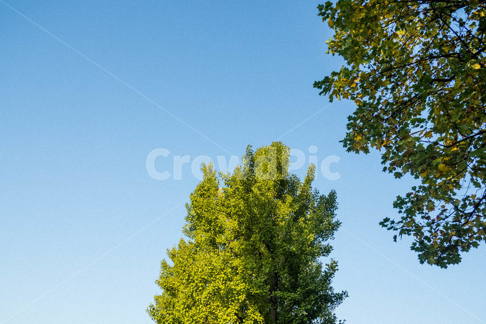 감성,감성사진,하늘,풍경,나무,자연,자연,풍경,nature,landscape,tree,plant,식물