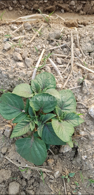감자싹,감자,텃밭,주말농장,식물,plant