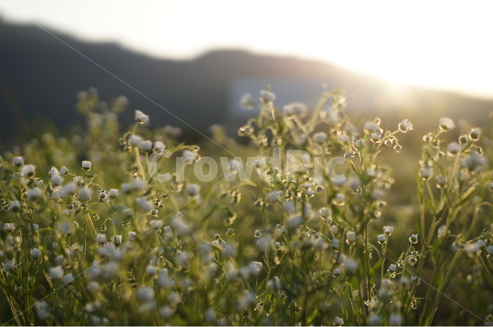 개망초,식물,하얀색,꽃,빛,풍경,식물,자연,plants,nature,꽃,flower
