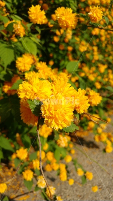 황매화,죽단화,봄,꽃,노란꽃,pleniflora,flower,spring,풍성한꽃,yellow,겹황매화,yelloblossm,yelloflower,식물,자연,plants,nature,꽃,flower