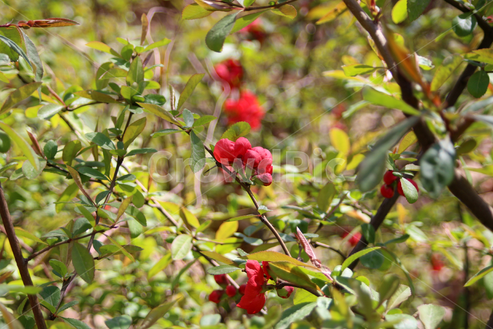 봄,꽃,봄꽃,자연,가든,야생화,봄,계절,spring,season,식물,자연,plants,nature,꽃,flower,plant,bush,부시,vegetation,초목,food,음식,raspberry,산딸기,fruit,과일
