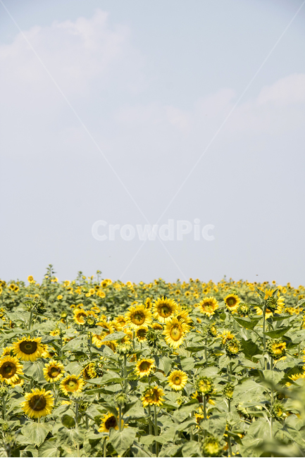 해바라기,식물,꽃,여름꽃,배경,풍경,자연,환경,꽃봉오리,잎,꽃잎,꽃밭,여름,야외,파란하늘,맑은하늘,자연,풍경,nature,landscape,식물,plants,꽃,flower,plant