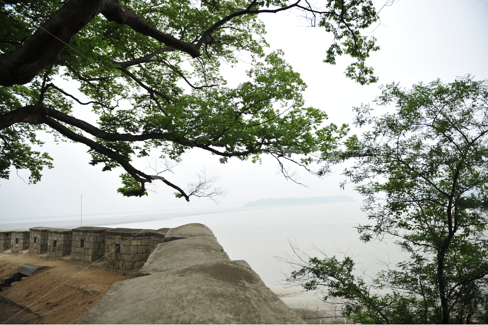 식물,tree,나무,나무줄기,강화,강변,식물,자연,plants,nature,나무,trees,wood