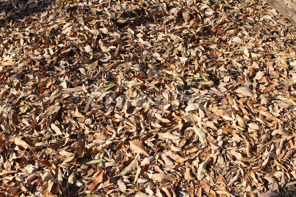 leaf,tree,낙엽,잎,겨울