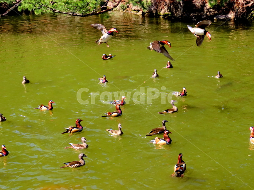 동물,조류,풍경,호수,자연,동물,animal,조류,새,birds