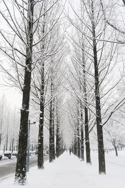 눈,겨울,눈꽃,관현길,전남대,정문,메타세콰이어,겨울,계절,winter,season,자연,풍경,nature,landscape,한국자연풍경,한국자연경관,korea nature landscape,outdoors,옥외,snow